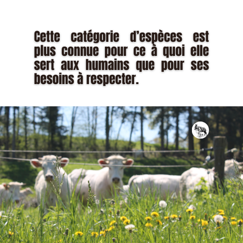 Les courriers de la ferme