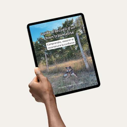 Guide d'accueil d'un chien traumatisé
