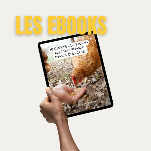 10 choses que j'aurais aimé savoir avant d'avoir des poules