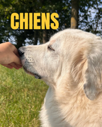CHIENS