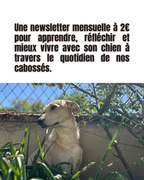 CHIENS