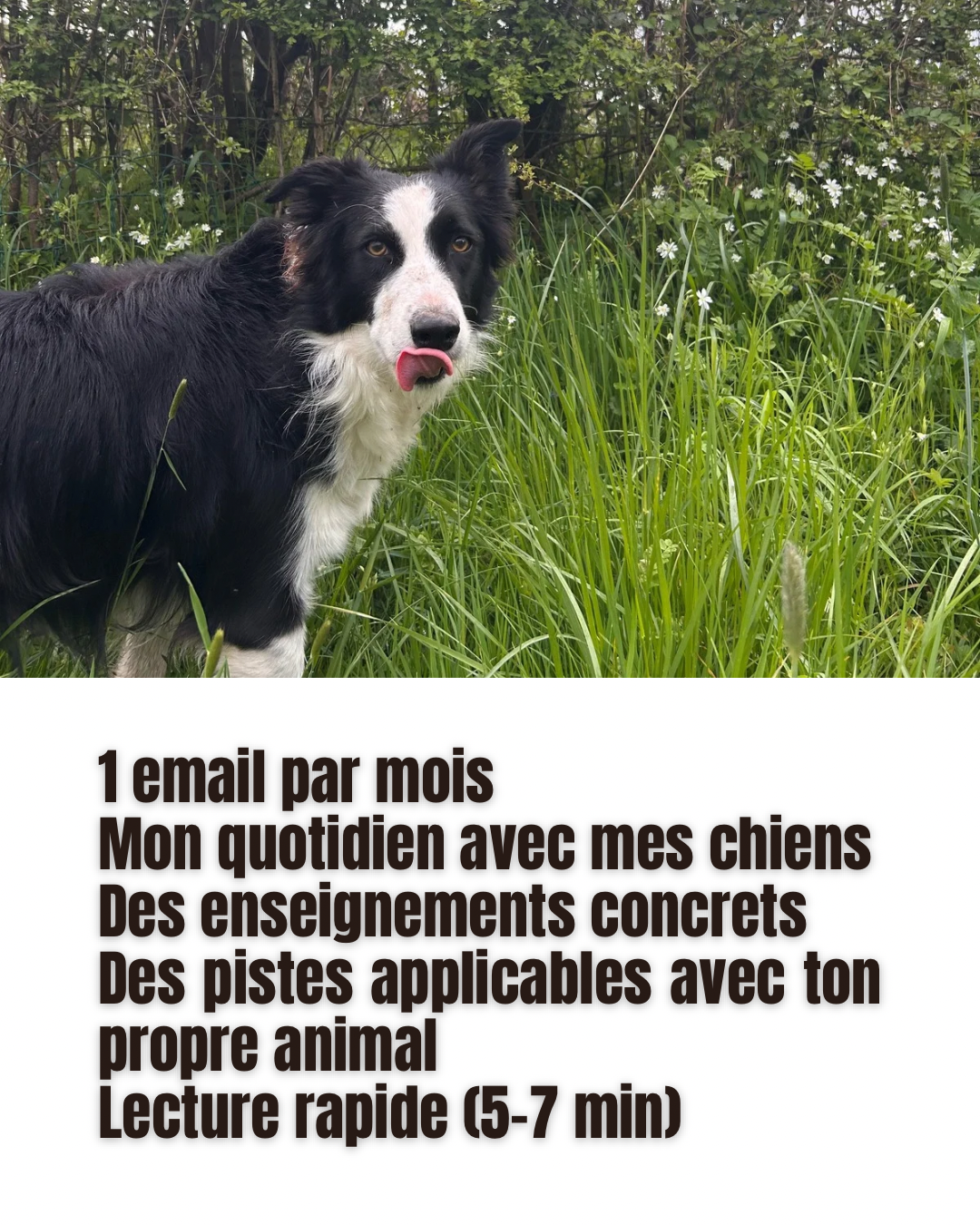 CHIENS