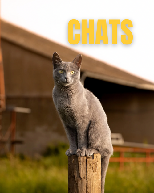 CHATS